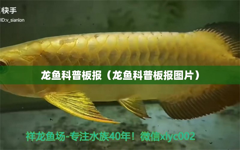 龍魚科普板報（龍魚科普板報圖片）