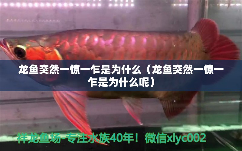 龍魚突然一驚一乍是為什么（龍魚突然一驚一乍是為什么呢）