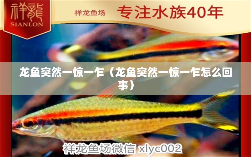 龍魚突然一驚一乍（龍魚突然一驚一乍怎么回事） 龍魚疾病與治療 第1張