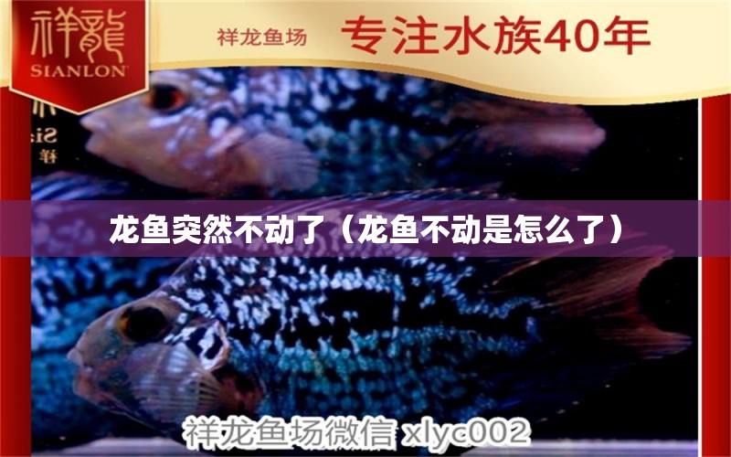 龍魚突然不動了（龍魚不動是怎么了） 龍魚疾病與治療