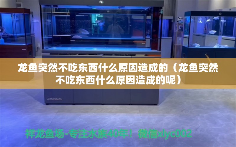 龍魚突然不吃東西什么原因造成的（龍魚突然不吃東西什么原因造成的呢）