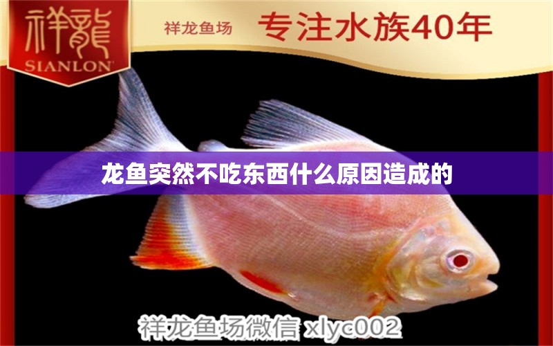 龍魚突然不吃東西什么原因造成的 龍魚百科 第2張