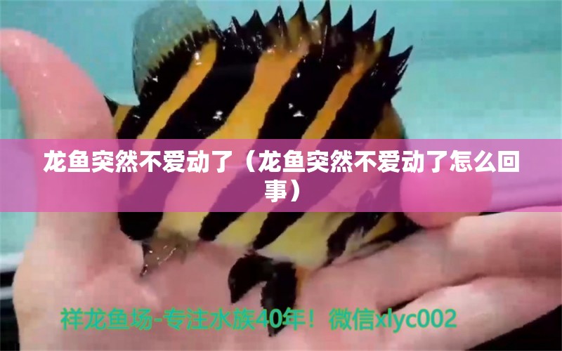 龍魚突然不愛動了（龍魚突然不愛動了怎么回事） 廣州龍魚批發(fā)市場