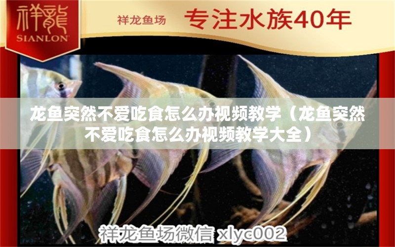 龍魚(yú)突然不愛(ài)吃食怎么辦視頻教學(xué)（龍魚(yú)突然不愛(ài)吃食怎么辦視頻教學(xué)大全） 廣州龍魚(yú)批發(fā)市場(chǎng)