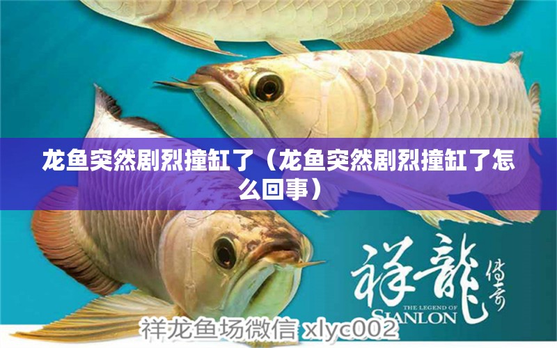 龍魚突然劇烈撞缸了（龍魚突然劇烈撞缸了怎么回事）