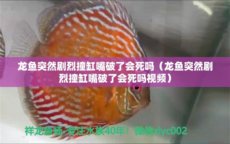 龍魚突然劇烈撞缸嘴破了會(huì)死嗎（龍魚突然劇烈撞缸嘴破了會(huì)死嗎視頻）