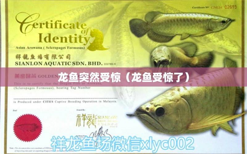 龍魚突然受驚（龍魚受驚了）