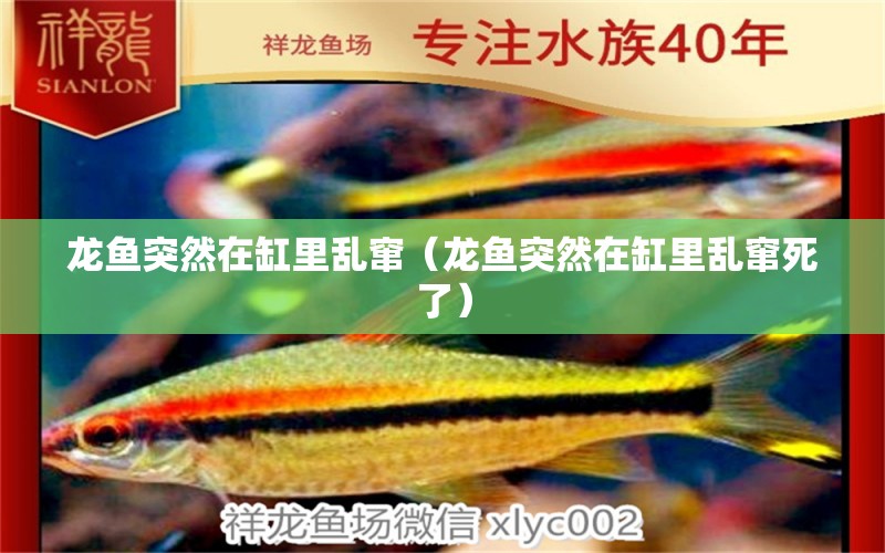 龍魚(yú)突然在缸里亂竄（龍魚(yú)突然在缸里亂竄死了） 廣州龍魚(yú)批發(fā)市場(chǎng)