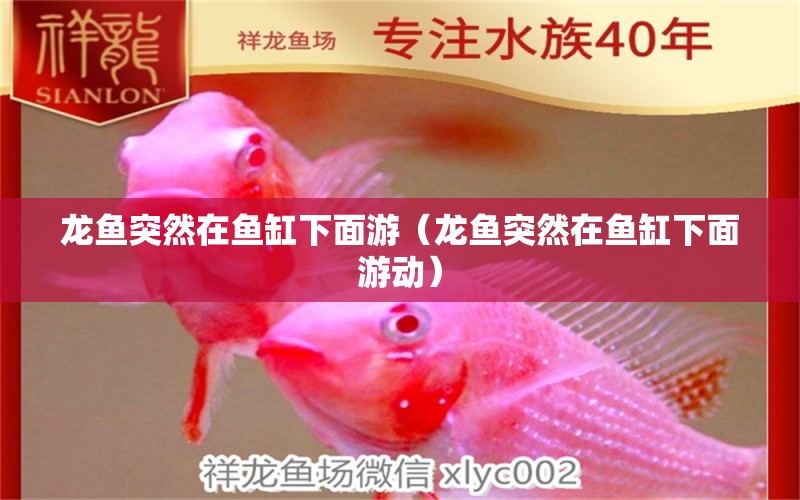 龍魚突然在魚缸下面游（龍魚突然在魚缸下面游動） 廣州龍魚批發(fā)市場