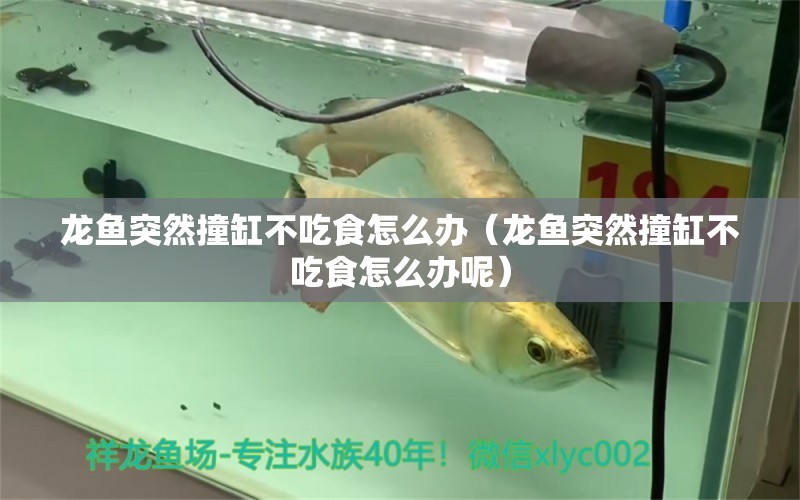 龍魚(yú)突然撞缸不吃食怎么辦（龍魚(yú)突然撞缸不吃食怎么辦呢） 魚(yú)缸/水族箱