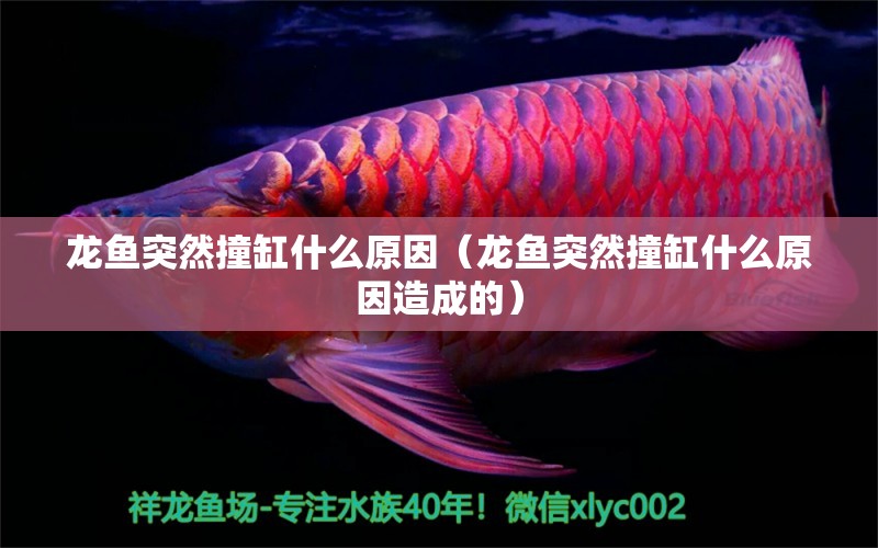 龍魚突然撞缸什么原因（龍魚突然撞缸什么原因造成的） 祥龍水族醫(yī)院