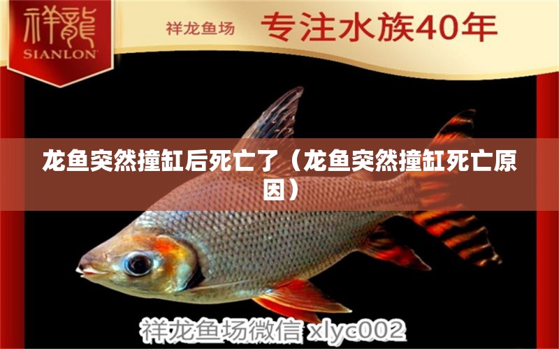 龍魚突然撞缸后死亡了（龍魚突然撞缸死亡原因）