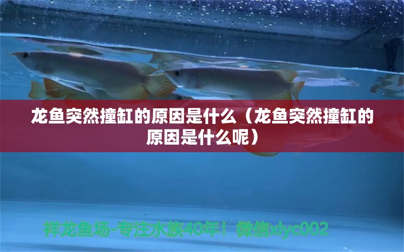 龍魚(yú)突然撞缸的原因是什么（龍魚(yú)突然撞缸的原因是什么呢）