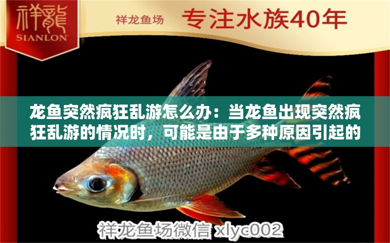 龍魚突然瘋狂亂游怎么辦：當(dāng)龍魚出現(xiàn)突然瘋狂亂游的情況時，可能是由于多種原因引起的 龍魚百科 第2張