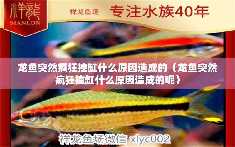 龍魚突然瘋狂撞缸什么原因造成的（龍魚突然瘋狂撞缸什么原因造成的呢） 廣州龍魚批發(fā)市場