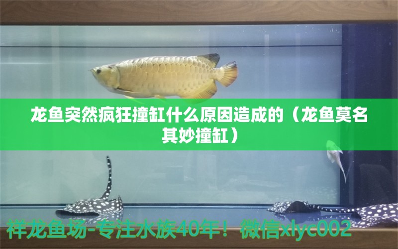 龍魚突然瘋狂撞缸什么原因造成的（龍魚莫名其妙撞缸）