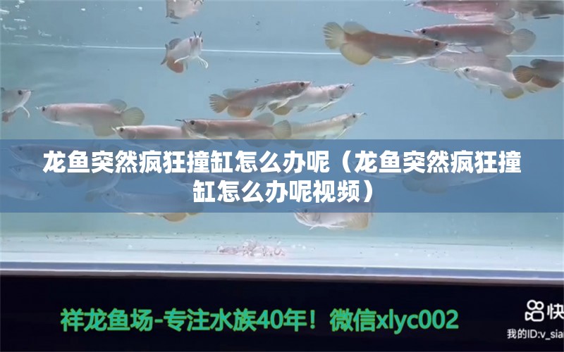 龍魚突然瘋狂撞缸怎么辦呢（龍魚突然瘋狂撞缸怎么辦呢視頻） 廣州龍魚批發(fā)市場