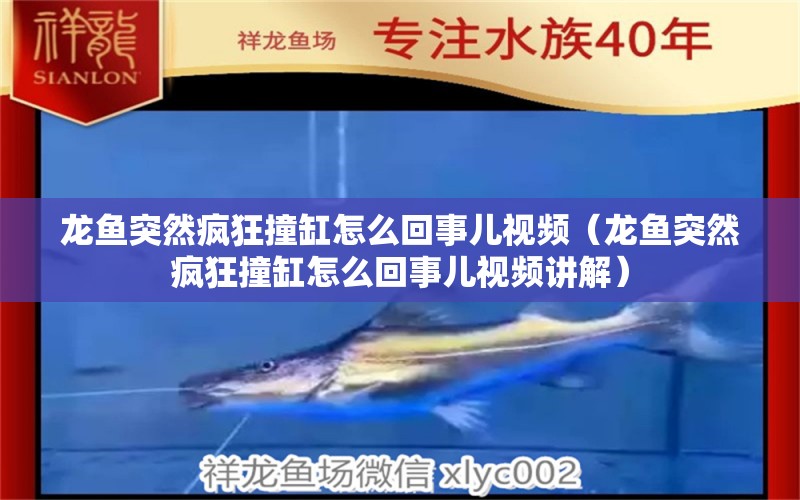 龍魚突然瘋狂撞缸怎么回事兒視頻（龍魚突然瘋狂撞缸怎么回事兒視頻講解）