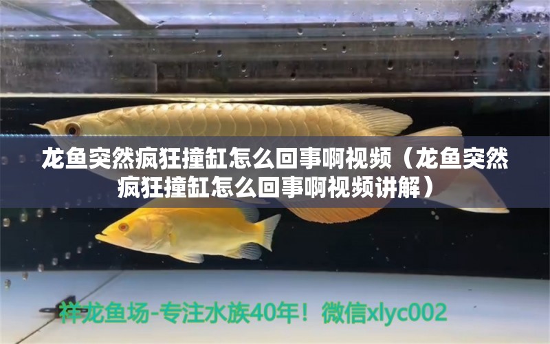 龍魚(yú)突然瘋狂撞缸怎么回事啊視頻（龍魚(yú)突然瘋狂撞缸怎么回事啊視頻講解）