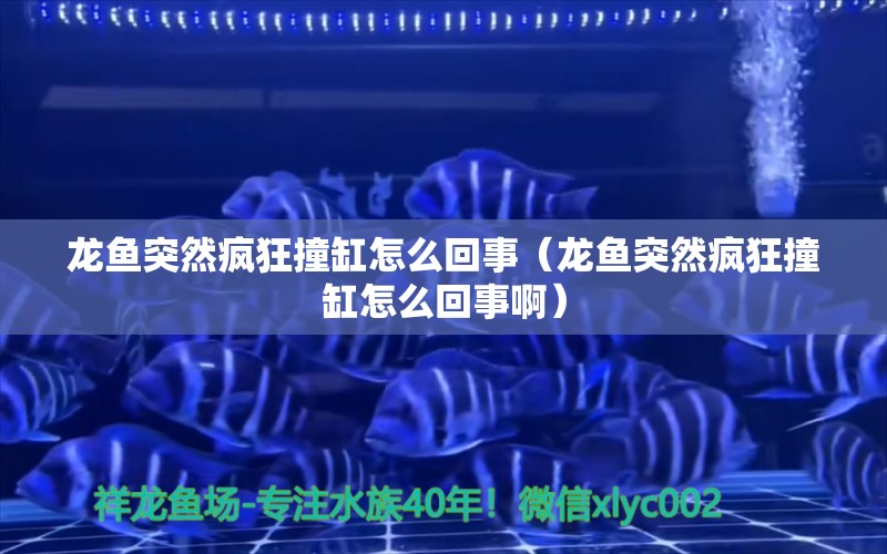 龍魚突然瘋狂撞缸怎么回事（龍魚突然瘋狂撞缸怎么回事?。?廣州龍魚批發(fā)市場(chǎng)