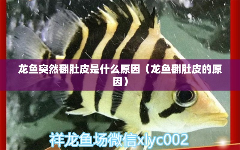 龍魚(yú)突然翻肚皮是什么原因（龍魚(yú)翻肚皮的原因）