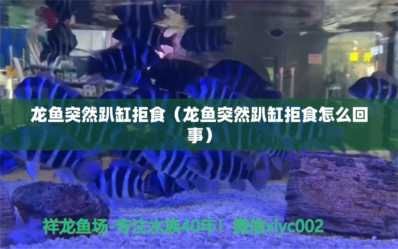 龍魚突然趴缸拒食（龍魚突然趴缸拒食怎么回事）