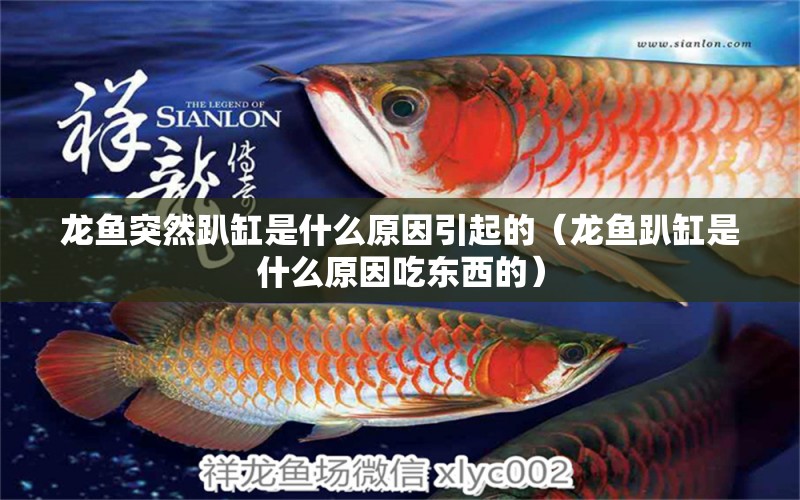 龍魚突然趴缸是什么原因引起的（龍魚趴缸是什么原因吃東西的）