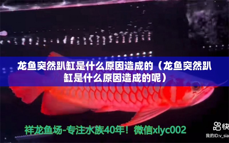 龍魚突然趴缸是什么原因造成的（龍魚突然趴缸是什么原因造成的呢）