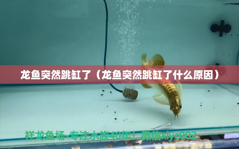 龍魚(yú)突然跳缸了（龍魚(yú)突然跳缸了什么原因）