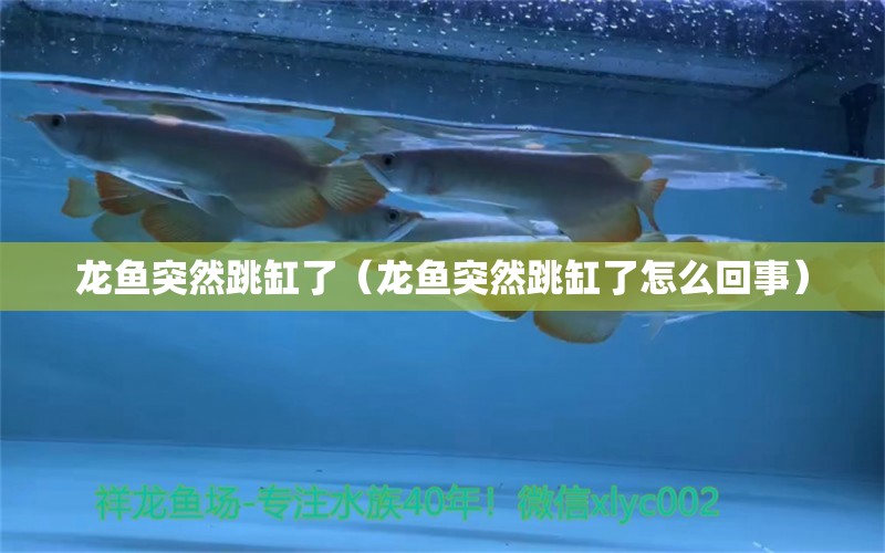 龍魚突然跳缸了（龍魚突然跳缸了怎么回事） 廣州龍魚批發(fā)市場(chǎng)