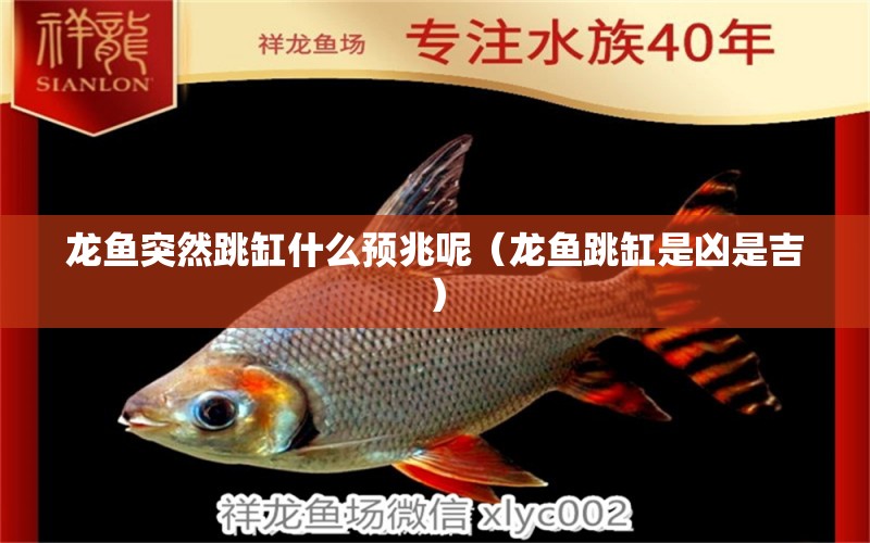 龍魚(yú)突然跳缸什么預(yù)兆呢（龍魚(yú)跳缸是兇是吉）