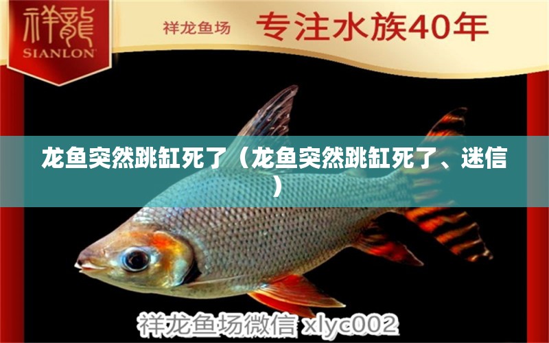 龍魚突然跳缸死了（龍魚突然跳缸死了、迷信）