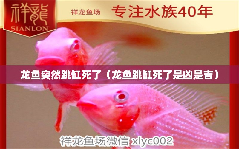 龍魚突然跳缸死了（龍魚跳缸死了是兇是吉）