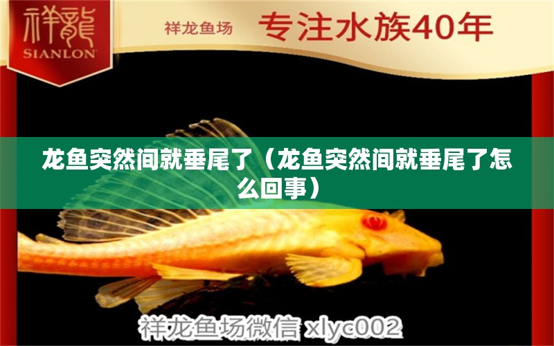 龍魚突然間就垂尾了（龍魚突然間就垂尾了怎么回事）