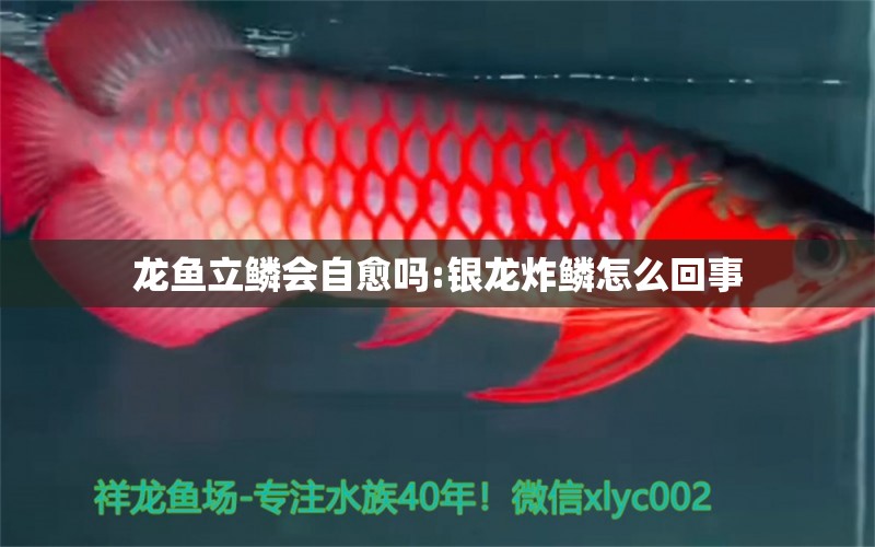 龍魚立鱗會自愈嗎:銀龍炸鱗怎么回事