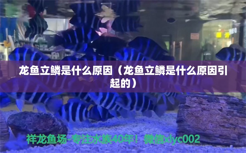 龍魚立鱗是什么原因（龍魚立鱗是什么原因引起的）