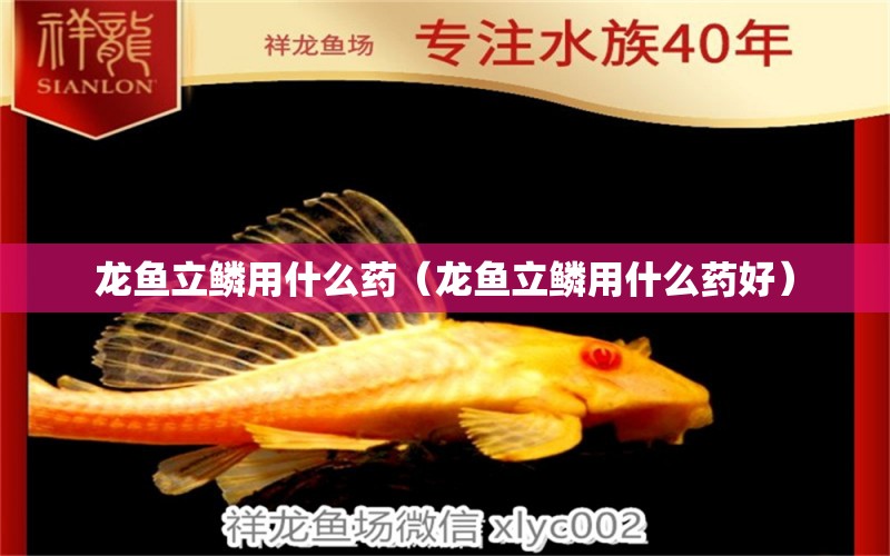 龍魚立鱗用什么藥（龍魚立鱗用什么藥好） 廣州龍魚批發(fā)市場(chǎng)