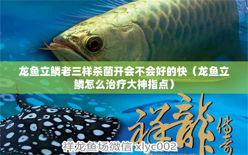 龍魚立鱗老三樣殺菌開會不會好的快（龍魚立鱗怎么治療大神指點(diǎn)）