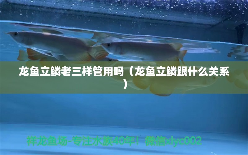 龍魚立鱗老三樣管用嗎（龍魚立鱗跟什么關(guān)系）