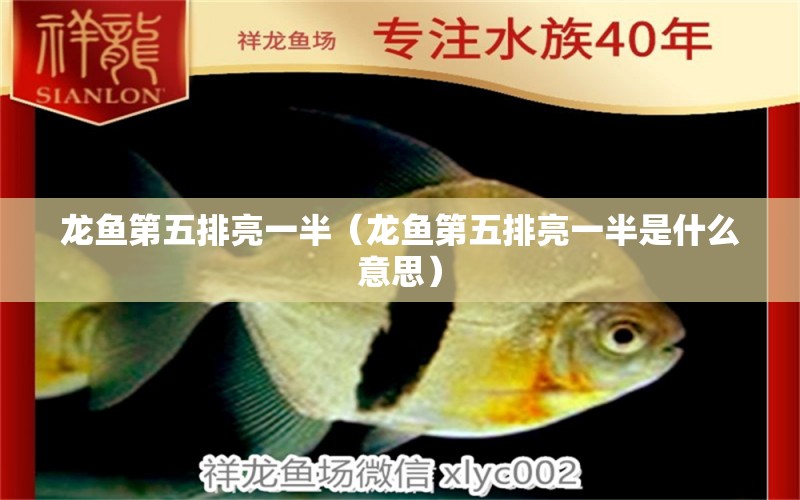 龍魚第五排亮一半（龍魚第五排亮一半是什么意思） 龍魚疾病與治療