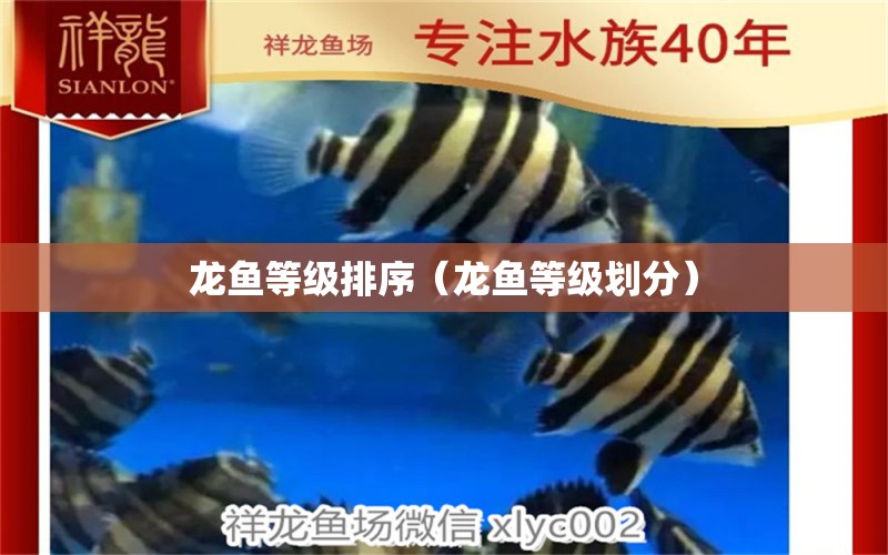 龍魚等級(jí)排序（龍魚等級(jí)劃分） 龍魚疾病與治療