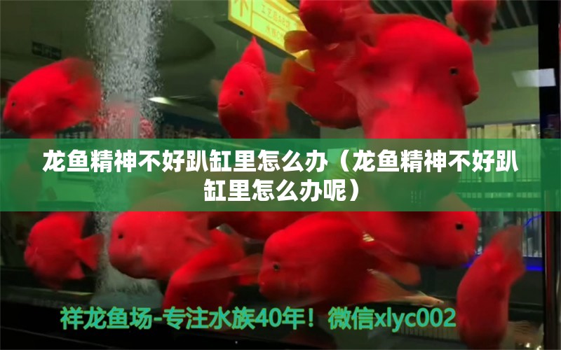 龍魚精神不好趴缸里怎么辦（龍魚精神不好趴缸里怎么辦呢）