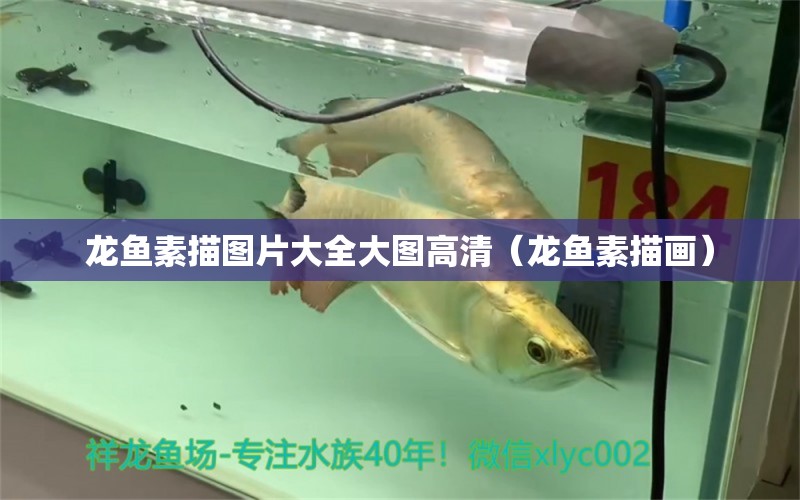 龍魚素描圖片大全大圖高清（龍魚素描畫）