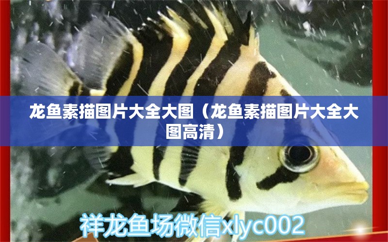 龍魚素描圖片大全大圖（龍魚素描圖片大全大圖高清）