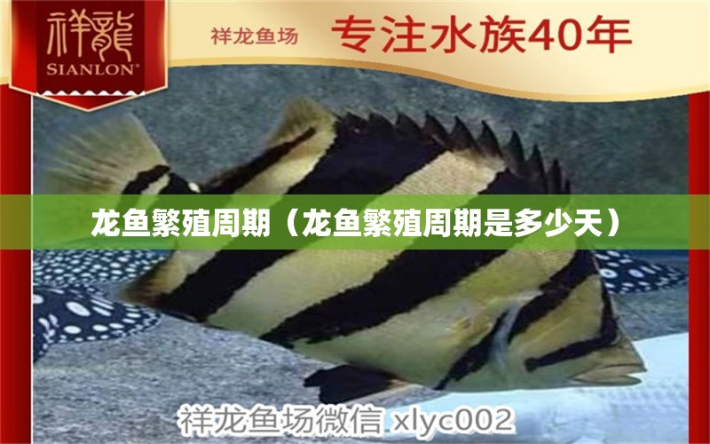 龍魚繁殖周期（龍魚繁殖周期是多少天） 廣州龍魚批發(fā)市場