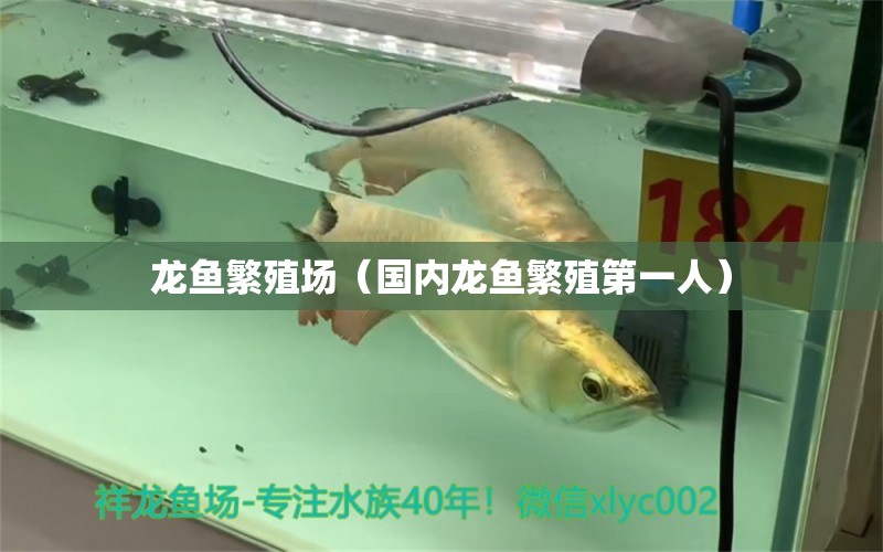 龍魚繁殖場（國內龍魚繁殖第一人）