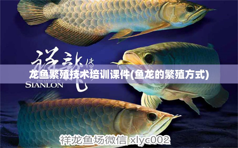 龍魚(yú)繁殖技術(shù)培訓(xùn)課件(魚(yú)龍的繁殖方式) 麥肯斯銀版魚(yú)