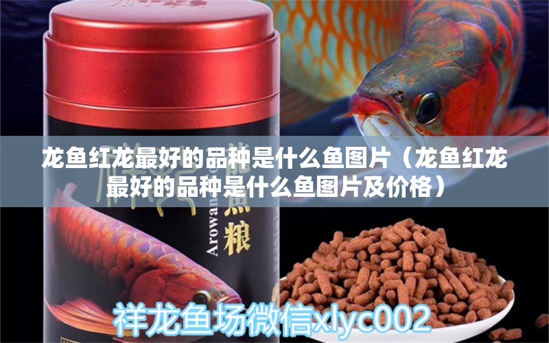 龍魚紅龍最好的品種是什么魚圖片（龍魚紅龍最好的品種是什么魚圖片及價格）