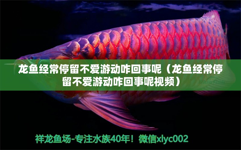 龍魚經(jīng)常停留不愛(ài)游動(dòng)咋回事呢（龍魚經(jīng)常停留不愛(ài)游動(dòng)咋回事呢視頻）