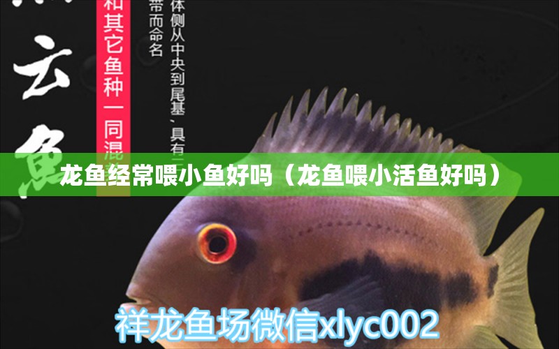 龍魚經(jīng)常喂小魚好嗎（龍魚喂小活魚好嗎）